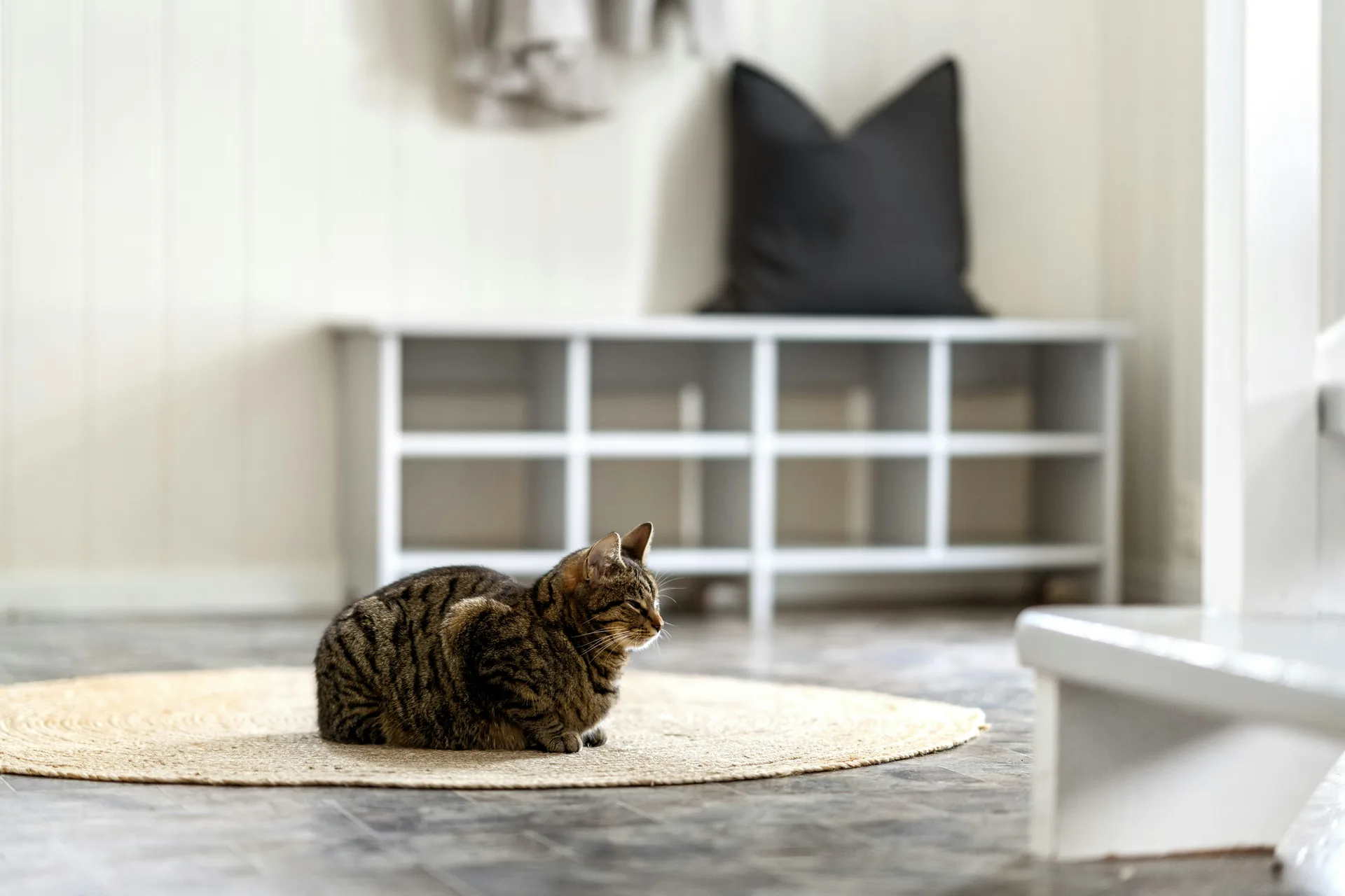 A cat sitting on a rug in a living room